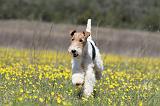 FOX TERRIER 351